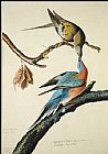 John James Audubon Passenger Pigeon painting
